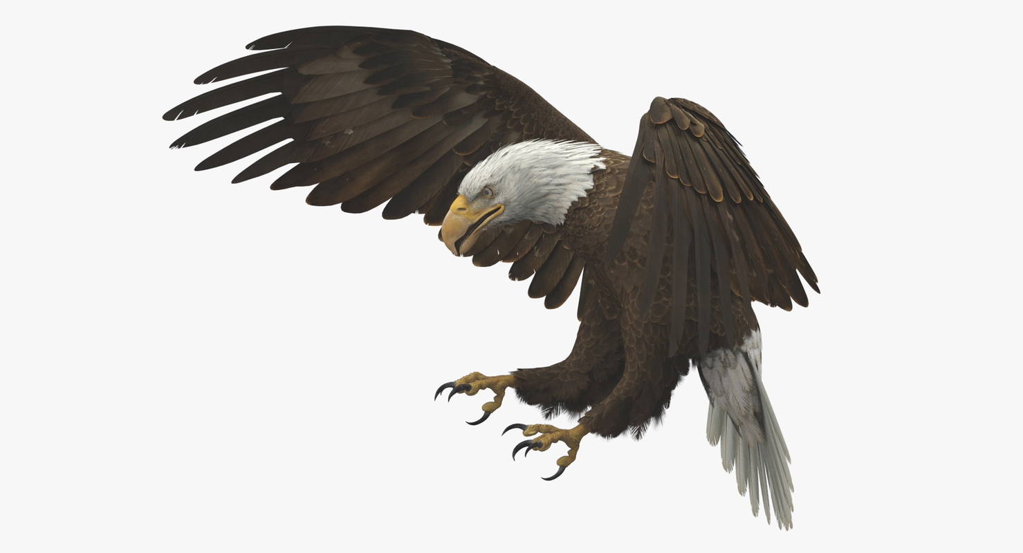 3D American Bald Eagle Animated — Missset