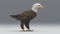 3D-American-Bald-Eagle-Animated13