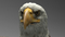 3D-American-Bald-Eagle-Animated14