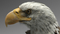 3D-American-Bald-Eagle-Animated17