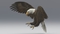 3D-American-Bald-Eagle-Animated2