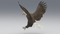 3D-American-Bald-Eagle-Animated4