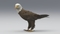 3D-American-Bald-Eagle-Animated6