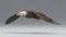 3D-American-Bald-Eagle-Animated8
