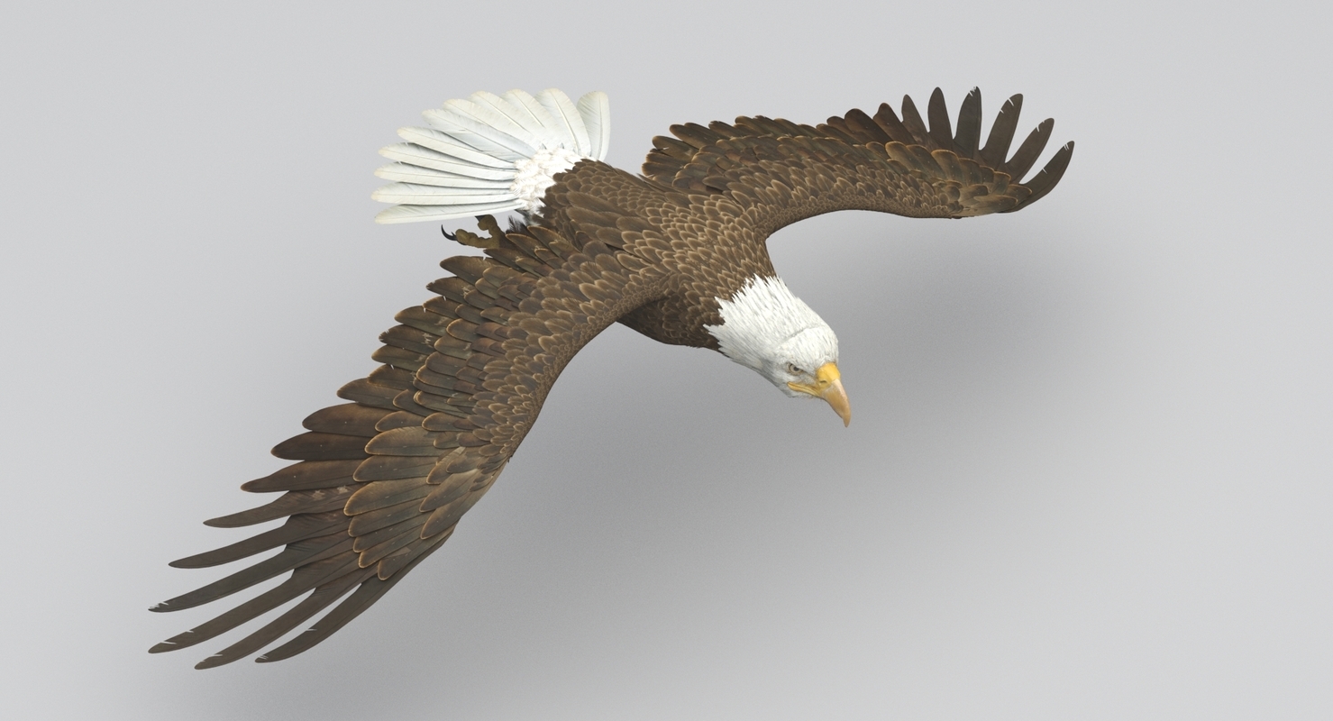 3D American Bald Eagle Animated — Missset