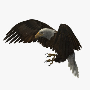 3D-American-Bald-Eagle-Rigged-model1