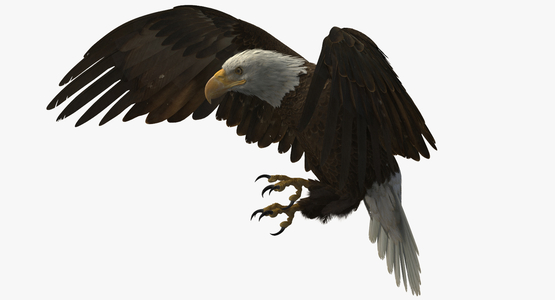 3D-American-Bald-Eagle-Rigged-model1