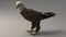 3D-American-Bald-Eagle-Rigged-model16