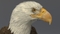 3D-American-Bald-Eagle-Rigged-model18