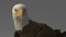 3D-American-Bald-Eagle-Rigged-model19