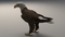 3D-American-Bald-Eagle-Rigged-model24
