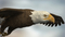 3D-American-Bald-Eagle-Rigged-model33