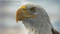 3D-American-Bald-Eagle-Rigged-model4