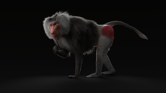 3D-Baboon-Rigged-model1
