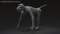 3D-Baboon-Rigged-model12