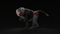 3D-Baboon-Rigged-model2