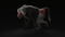 3D-Baboon-Rigged-model3