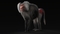 3D-Baboon-Rigged-model4