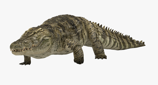 3D-Crocodile-Animated-model1