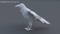 3D-Crow-Rigged-model13