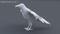 3D-Crow-Rigged-model14