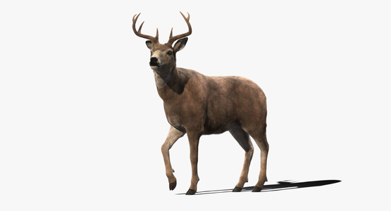 3D-Deer-Animated-Fur-model1