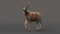 3D-Deer-Animated-Fur-model2