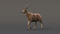 3D-Deer-Animated-Fur-model3