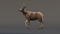 3D-Deer-Animated-Fur-model4