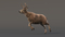 3D-Deer-Animated-Fur-model6