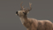 3D-Deer-Animated-Fur-model7