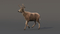 3D-Deer-Animated-Fur-model8