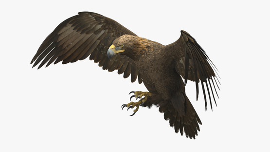 3D-Golden-Eagle-Rigged1