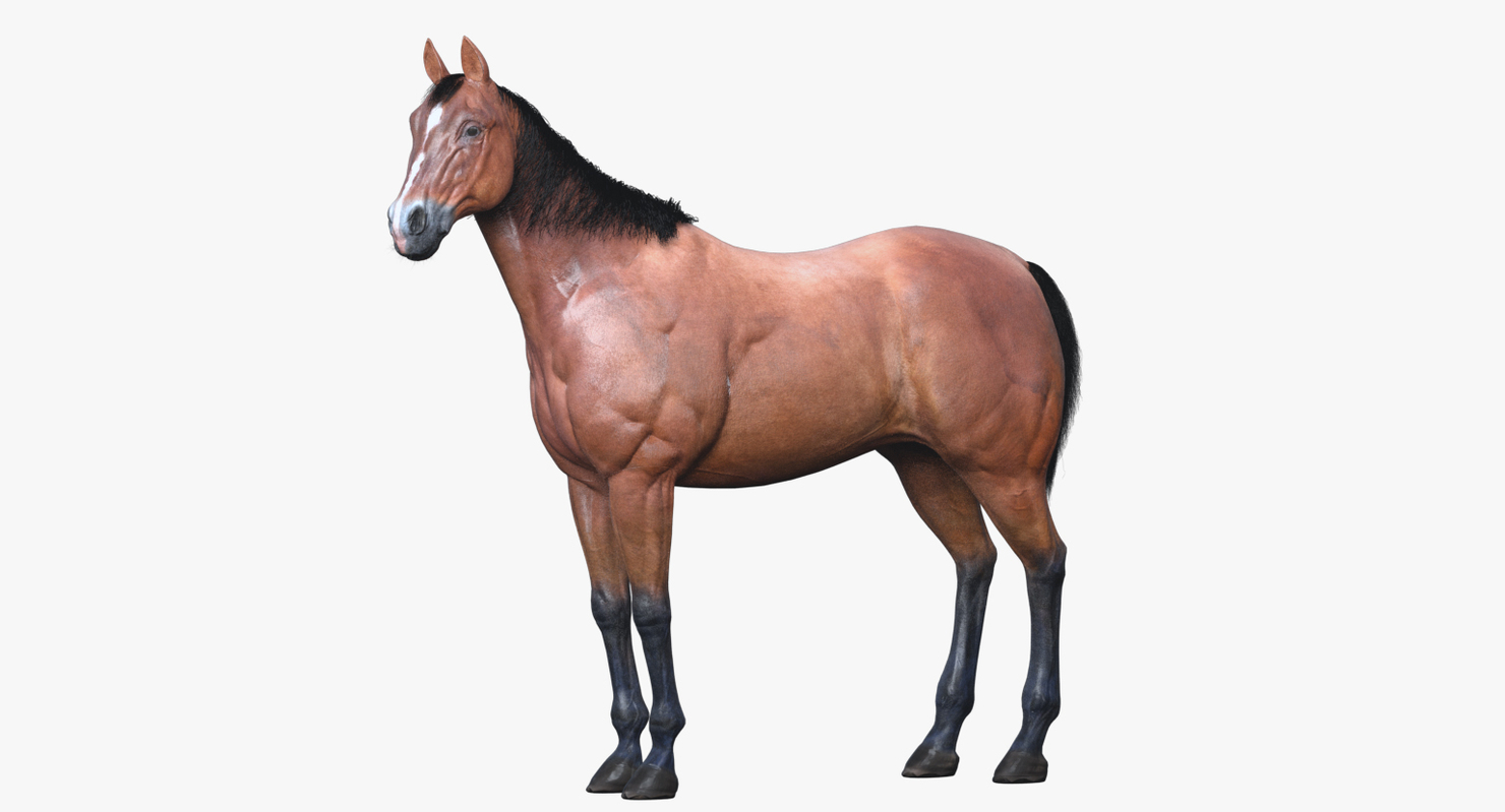 3D Horse Animated — Missset