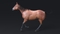 3D-Horse-Animated11