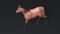 3D-Horse-Animated13