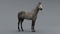 3D-Horse-Animated14