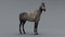 3D-Horse-Animated15