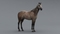 3D-Horse-Animated16