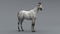 3D-Horse-Animated18