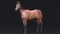3D-Horse-Animated2