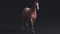 3D-Horse-Animated6