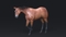 3D-Horse-Animated8
