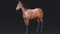 3D-Horse-Animated9