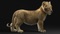 3D-Lion--Cub-Rigged10