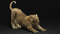 3D-Lion--Cub-Rigged5