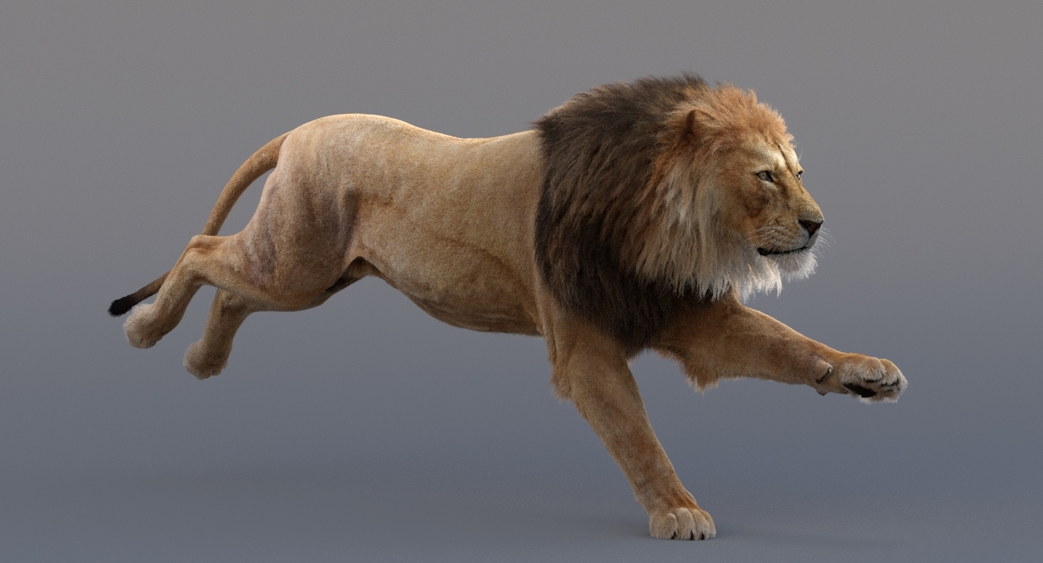 3D Lion Animated — Missset