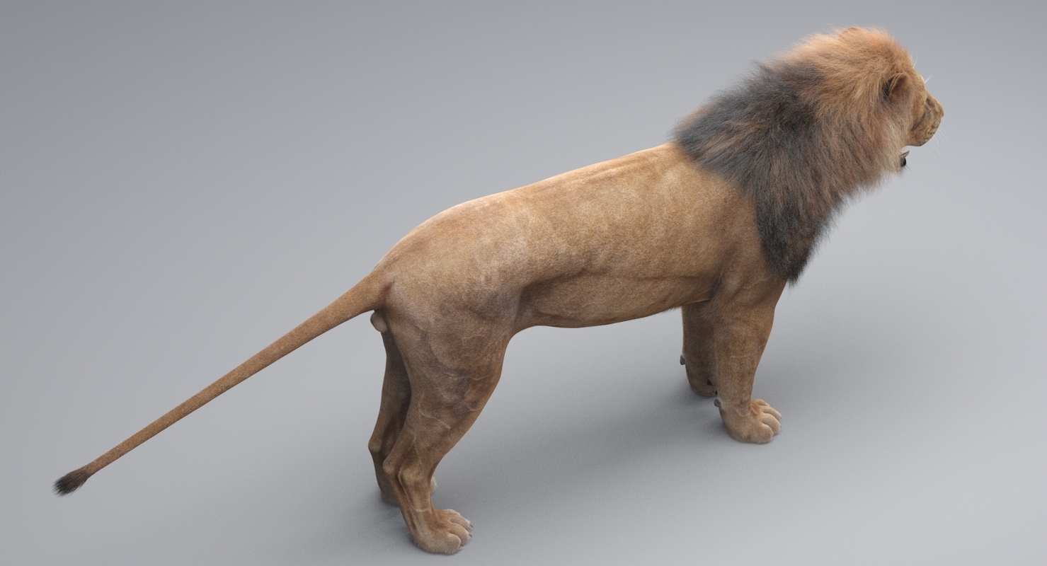 3D Lion (Fur) — Missset