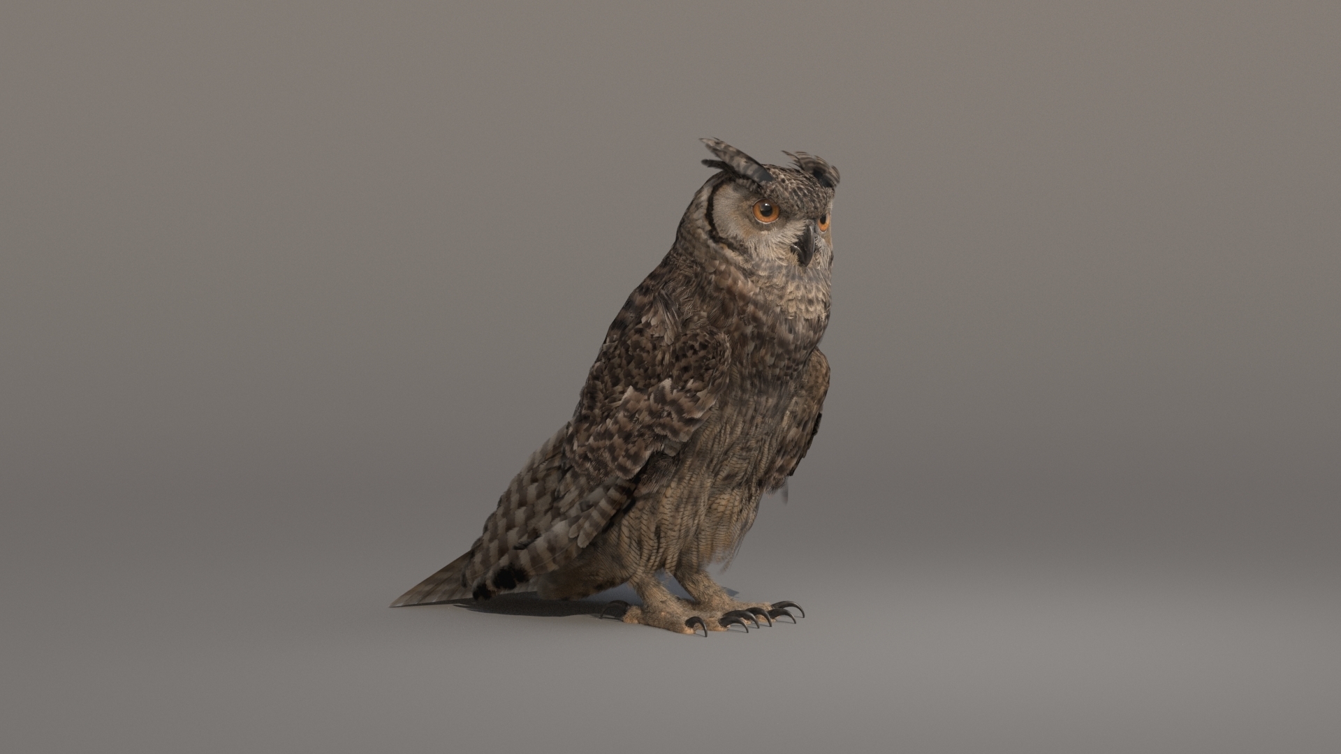 3D Owl Animated model — Missset