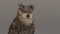 3D-Owl-Animated-model6